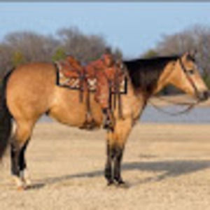 Meet your Posher, Donovan